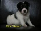 Parson Jack Russell Terrier Welpen m.P. 