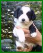 Border Collie Welpen