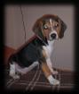 5 Monate junger Beagle sucht liebevolles Zuhause!