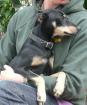 SAM DIE SCHMUSEBACKE PINSCHER MIX SUCHT LIEBEVOLLES ZUHAUSE