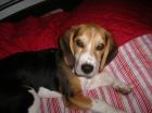 !!!Kleiner Beagle sucht neues zu Hause!!!