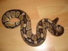 Python Regius (BOCK)