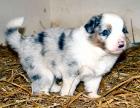 Australian Shepherd Welpen mit ASCA-Papieren