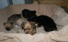 Yorkshire Shih Tzu Mischlingswelpen