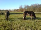 Biete Reitbeteiligung/Pflegepferd *Shire Horse & Belgier*