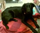 Flat coated Retriever Blacky sucht neues zu Hause