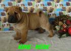 Faltenhund Shar-pei Welpe