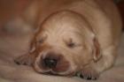 Golden Retreiver reinrassig aus HD/ED-freier Zucht