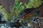 2 Gelbwangen-Schmuckschildkröten + Aquarium zu verkaufen