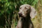 Weimaraner