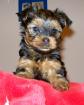 Yorkshire Terrier Welpen zu verkaufen