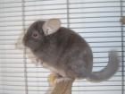 Chinchillas - verschiedene Farben zu verkaufen