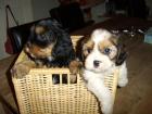 Cavalier King Charles - Lhasa Apso mittelhaar - Welpen