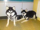 2 wunderschöne Siberian Huskys zu verkaufen