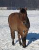 Biete Reitbeteiligung an Ponystute (ca.145cm) in DO-Lanstrop