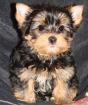 Biewer und Yorkshire Terrier Welpen