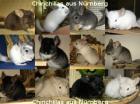 Verschiedenste Chinchilla Jungtiere und Babys