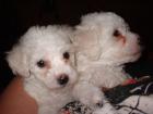 Bichon Frise`