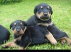 Rottweiler Welpen