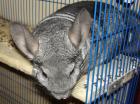 Chinchilla