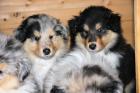 Colliewelpen in Tricolour und Blue Merle mit VDH Papieren