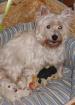 West Highland White Terrier Welpen