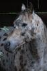 Appaloosa Deckhengst