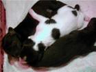 Unsere Border Collie Baby s sind da !!!