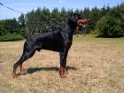 Dobermann Welpen mit FCI Stambaum