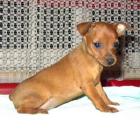 Zwerg-Pinscher welpe