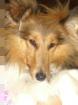 Suche Sheltie-Deckrüde bei Schwäbisch Gmünd