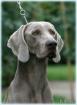 Extra Weimaraner Welpen abzugeben!