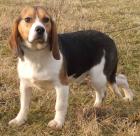 Beagle Welpen und Junghunde abzugeben