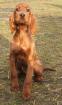 Irish Red Setter Welpen abzugeben