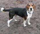 Beagle Rüde 1 J., DRINGEND    