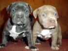 PITBULL BLUELINE oder REDNOSE