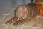 Sehr schöner Sharpei Rüde sucht neues zuhause....