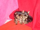 Yorkshire Terrier Welpen mit Ahnentafel 