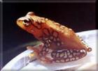 Suche : punktierter Riedfrosch (Hyperolius puncticulatus)