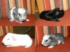 Cuys, Riesen Meerschweinchen, Crested und GH