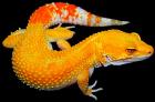 WUNDERSCHÖNE LEOPARDGEKOS ABZUGEBEN Leopardgecko Farbzuchten