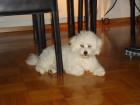 Bichon frise  Rüde ist auf der Suche nach einer netten Dame!