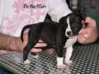 Ich Suche Schon Lange einen Reinrassigen American Staffordshire Amstaff Welpen a