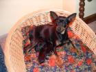 Pinscher welpe sucht ein zuhause