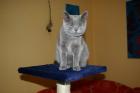 Suche einen Deckkater Bkh(blau) oder Kartäuser
