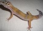 23 Leopardgecko Kinder-Halbstarke + Adultes Weibchen