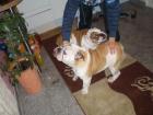 Zwei traumhaft süße englische Bulldoggen!!