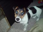 Jack Russel Terrier