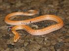 Afrikanische Hausschlange Lamprophis capensis  fuliginosus