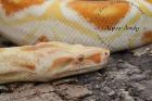 Boa constrictor albino sharp line  ab 600,-€